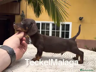 Teckel perros Teckel kaninchen - Anuncio 11