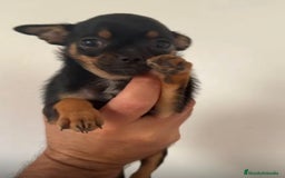 Chihuahua perros en venta: Chihuahuas merles - Imagen 9