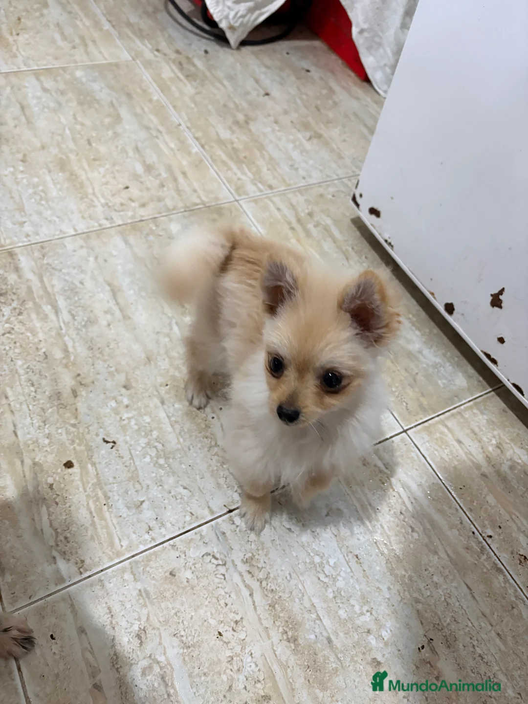 Pomerania perros en venta: Pomerania micro Toy 7 meses 790gramos  - Anuncio 10