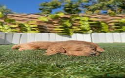 Caniche Toy perros en venta: CANICHE TOY - Imagen 12