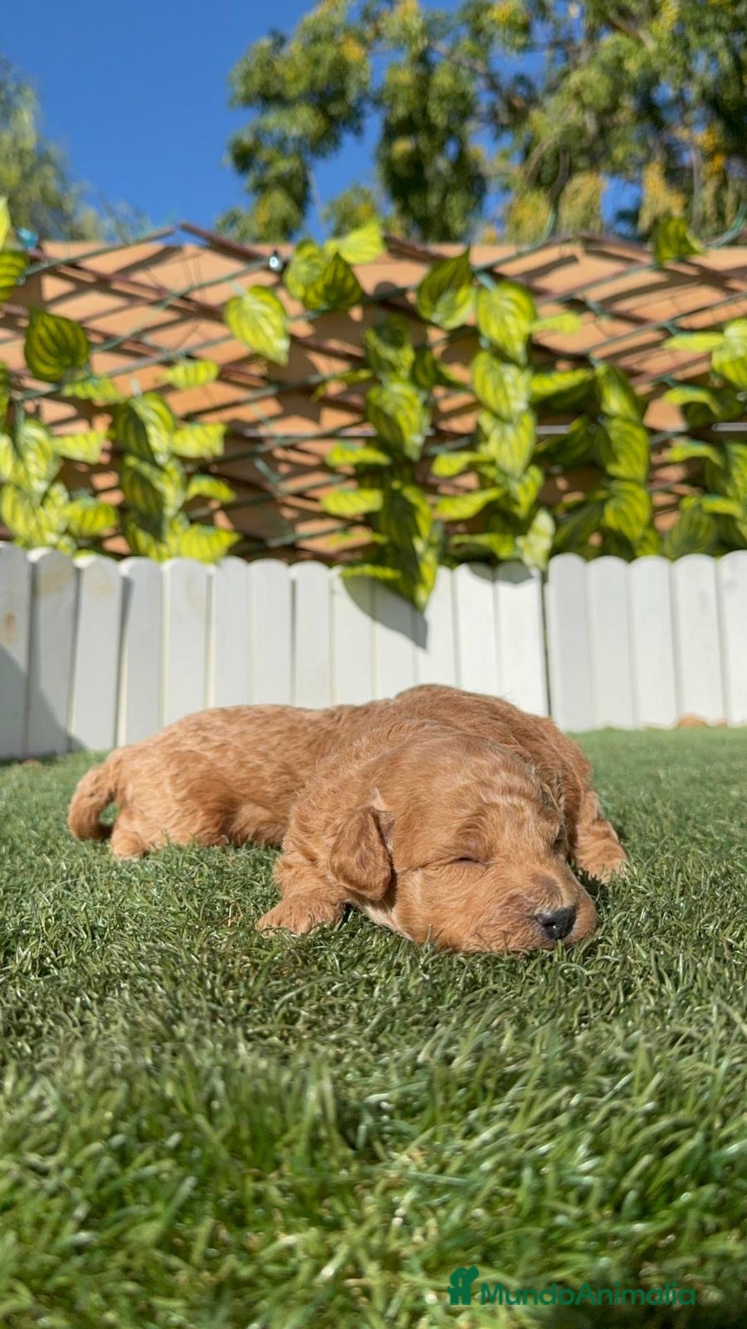 Caniche Toy perros en venta: CANICHE TOY - Imagen 12