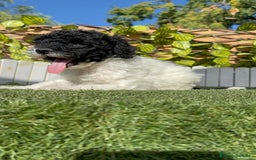 Perro de Agua Español perros en venta: PERRO DE AGUA HEMBRA - Imagen 4