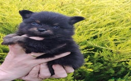 Pomerania perros en venta: Pomerania cachorros - Imagen 11