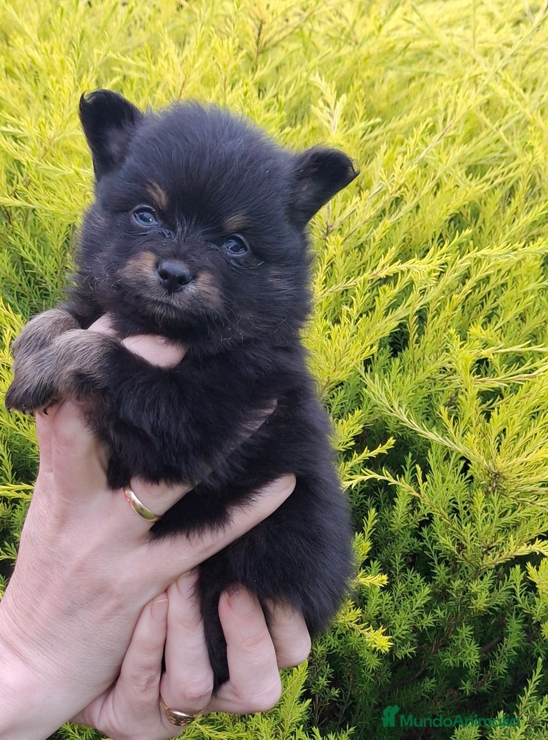 Pomerania perros en venta: Pomerania cachorros - Imagen 11