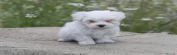 Bichón Maltés perros en venta: Cachorros Bichón Maltés - Anuncio 1