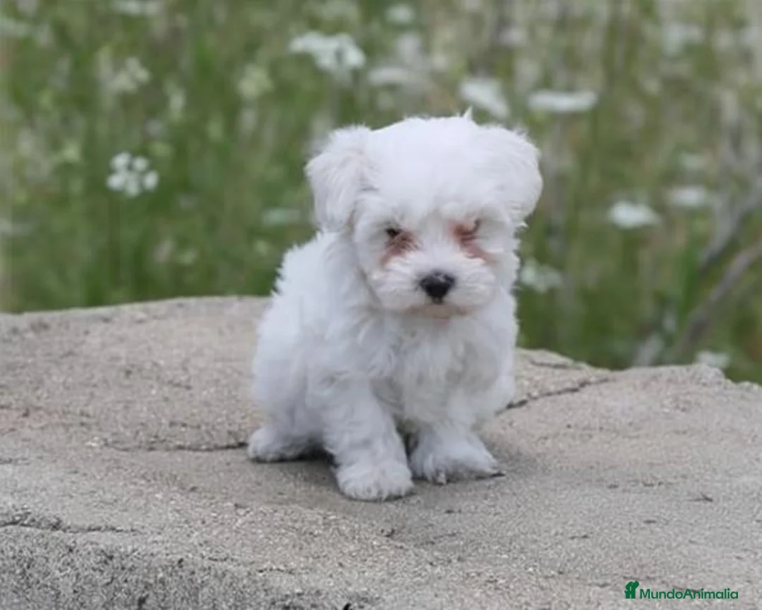 Bichón Maltés perros en venta: Cachorros Bichón Maltés - Anuncio 1