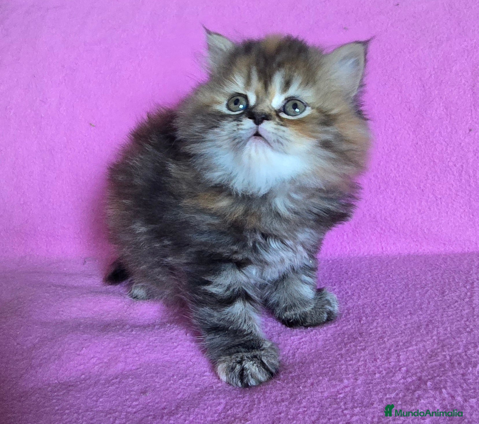 Persa gatos Gatcot.com - Anuncio 2