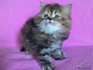 Persa gatos Gatcot.com - Anuncio 2