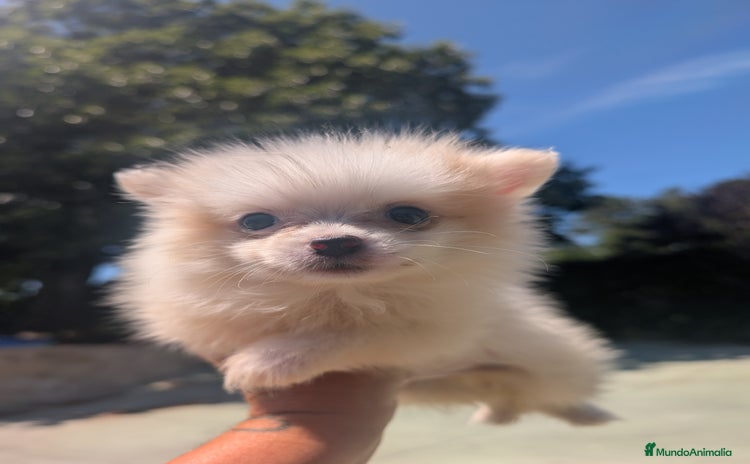 Spitz pequeño - Kleinspitz perros - Propaganda 4