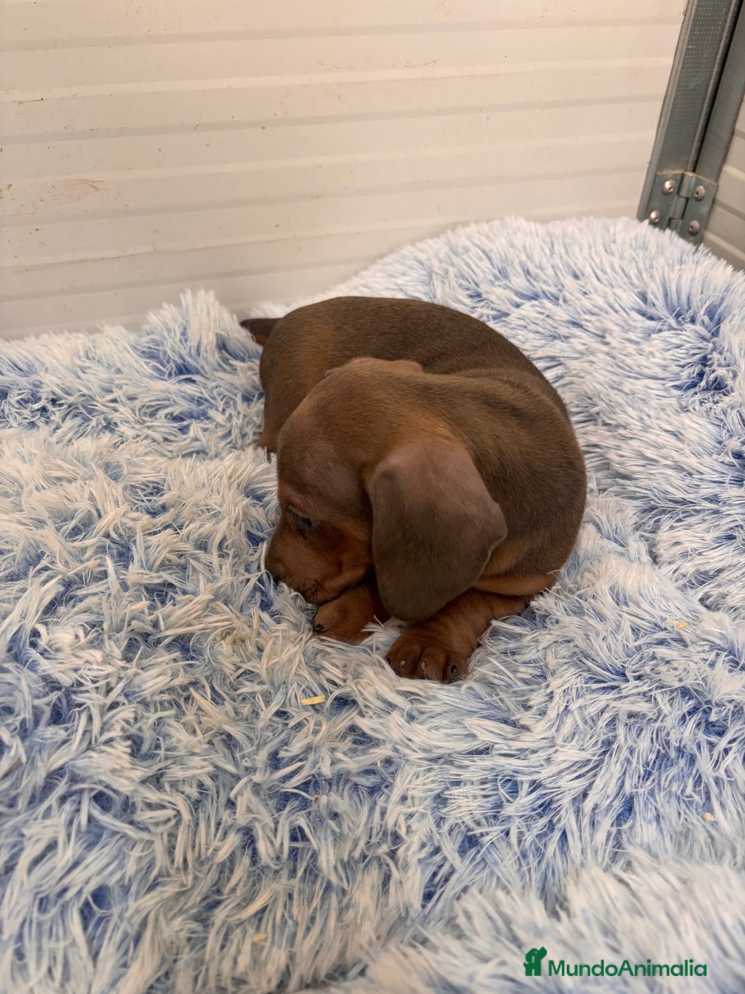 Teckel perros en venta: TECKEL STANDARD - Anuncio 12