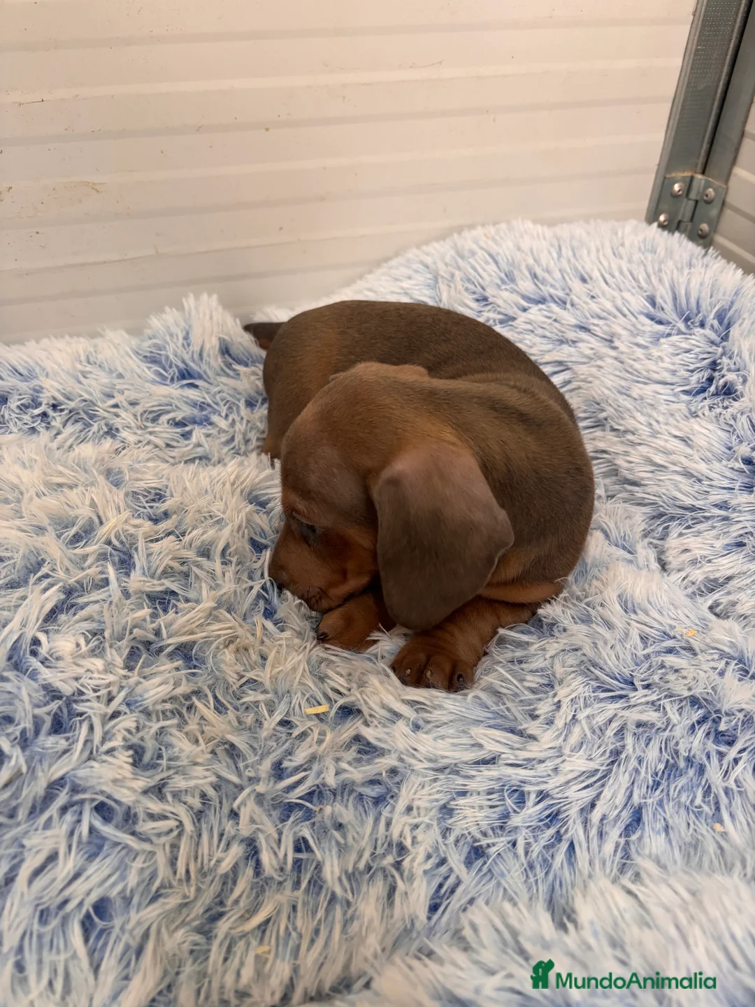 Teckel perros en venta: TECKEL STANDARD - Anuncio 12