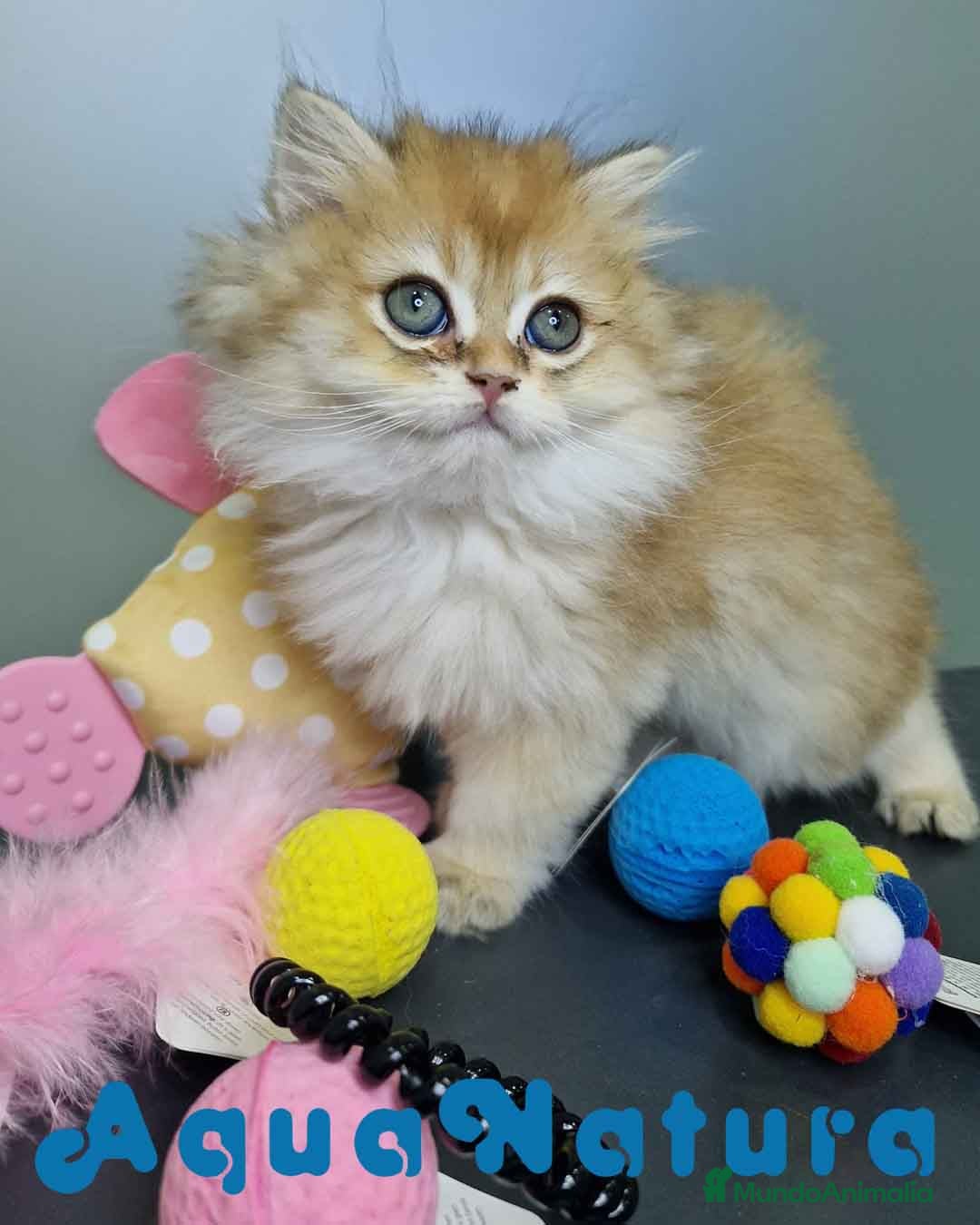 Británico de Pelo Largo gatos en venta: British Longhair Hembra 4516 AQUANATURA - Imagen 5