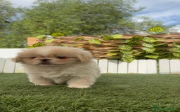 Pekinés perros en venta: PEKINES HEMBRAS - Imagen 6