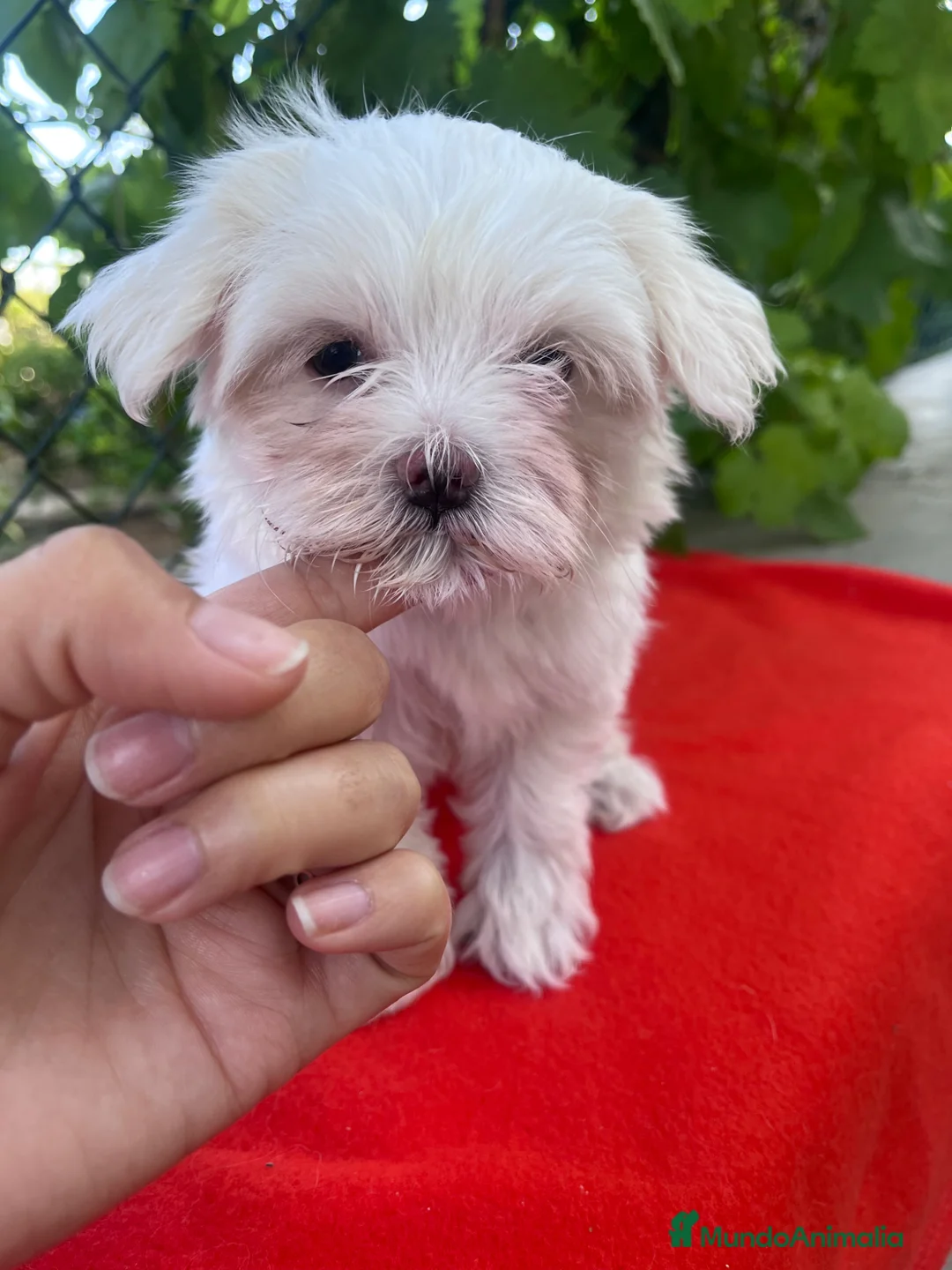 Bichón Maltés perros en venta: PRECIOSA BICHON MALTÉS MINI - Anuncio 2