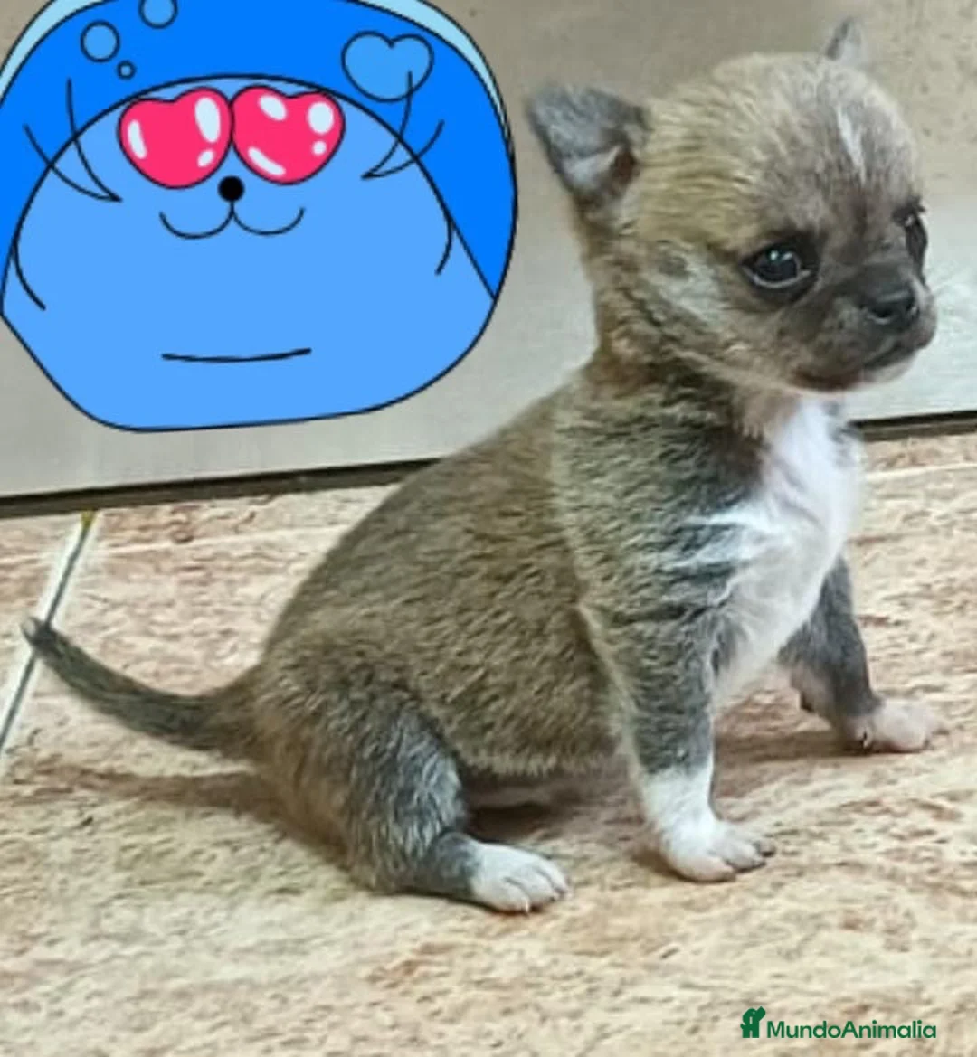 Chihuahua perros en venta: PRECIOSOS EJEMPLAR MINI TOY ATIGRADO - Anuncio 2