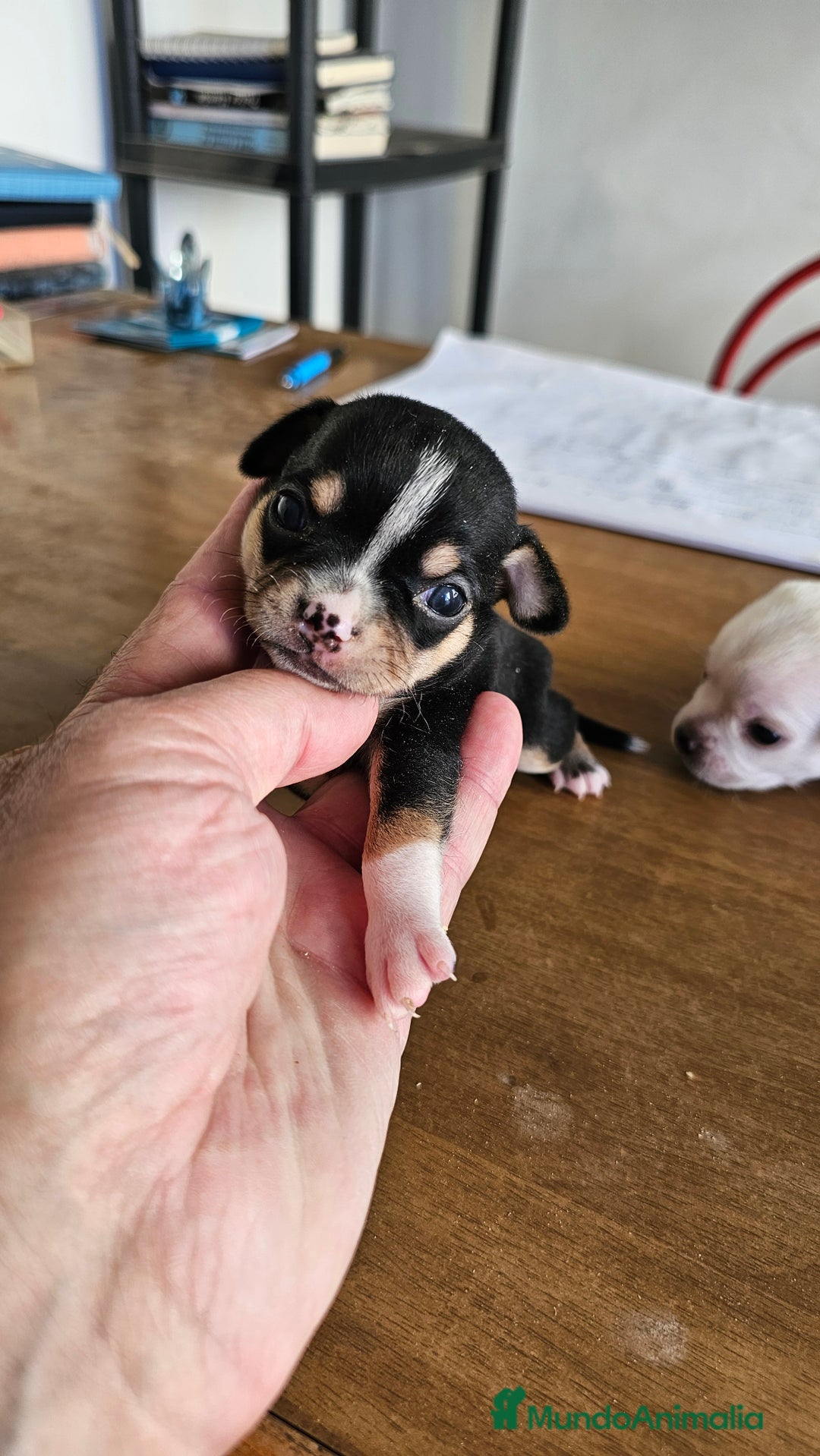 Chihuahua perros en venta: Preciosos chihuahuas mini - Imagen 5