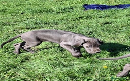 Dogo Alemán perros en venta: Gran Danés o Dogo Alemán Azules. - Imagen 3