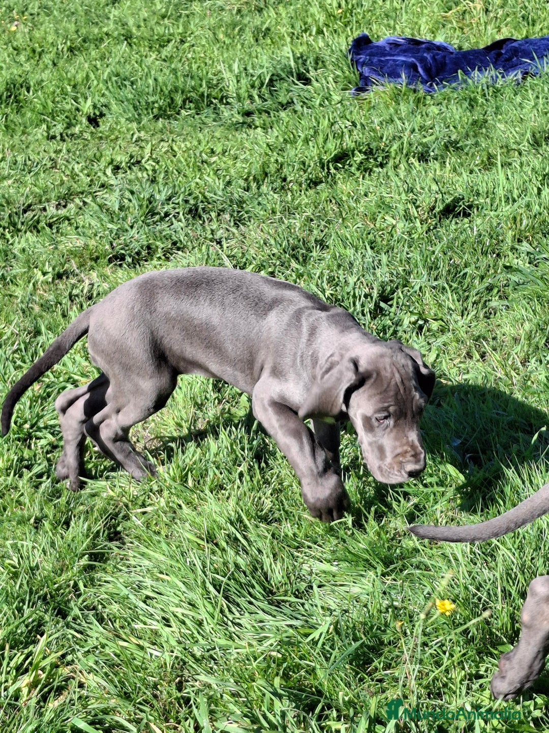 Dogo Alemán perros en venta: Gran Danés o Dogo Alemán Azules. - Imagen 3