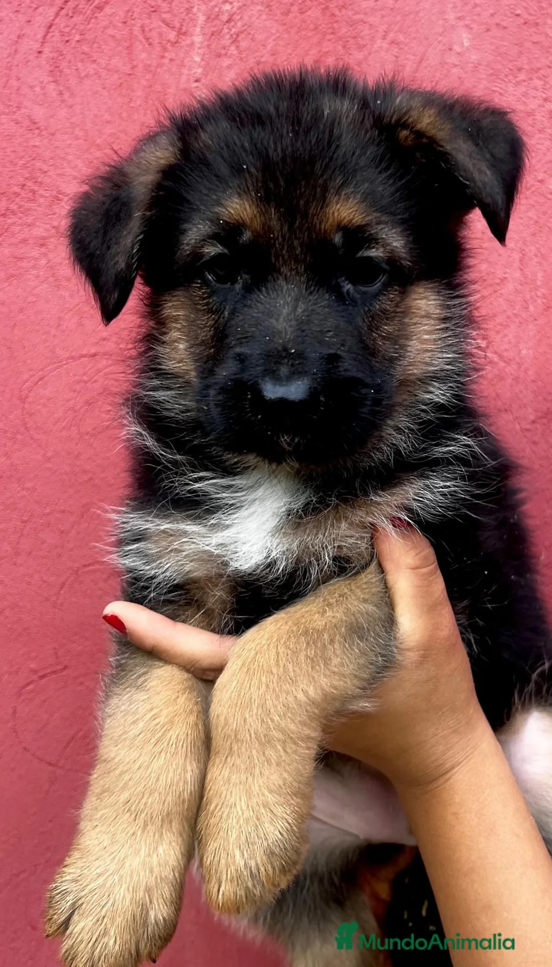 Pastor Alemán perros en venta: Pastor alemán cachorros venta Valencia en Valencia - Anuncio 7