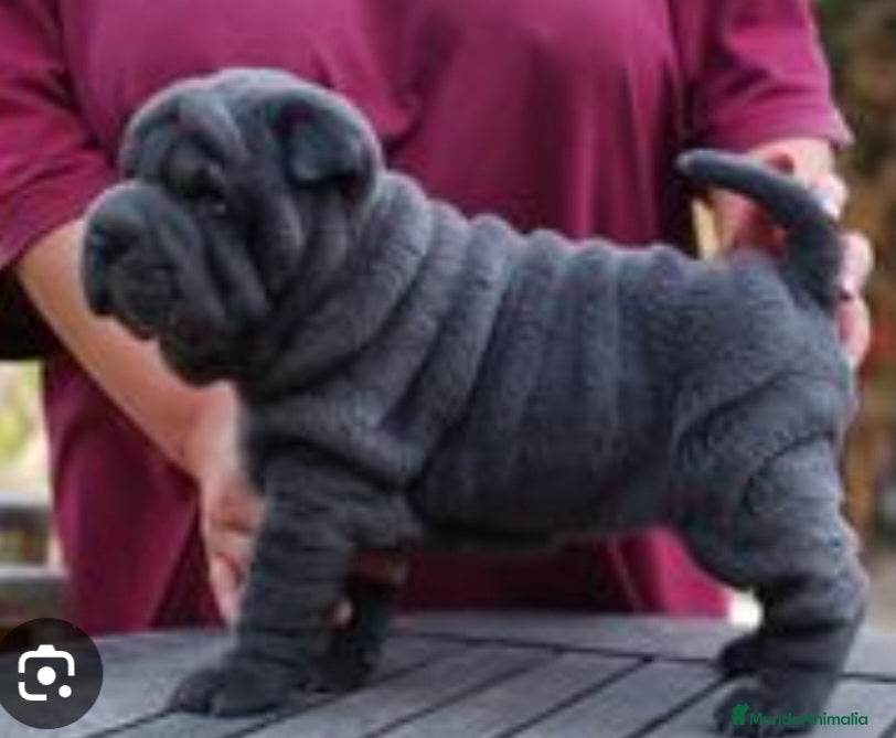 Shar Pei perros ‼️‼️Preciosa camada de minipeis - Anuncio 1