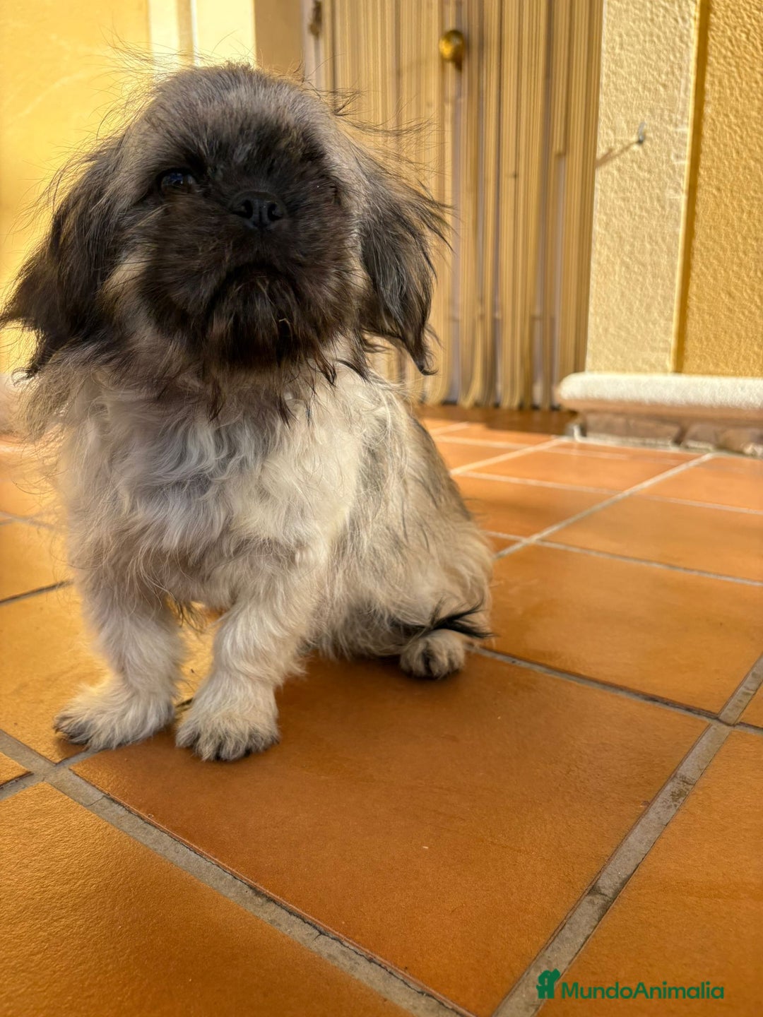 Pekinés perros en venta: Cachorro de pekinés imperial hembra  - Anuncio 17