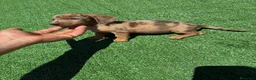 Teckel perros en venta: Teckel Kannichen de Calidad  - Anuncio 15