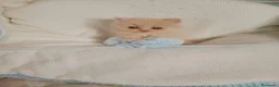 Persa gatos en venta: Gatitos persa himalayo  - Anuncio 5