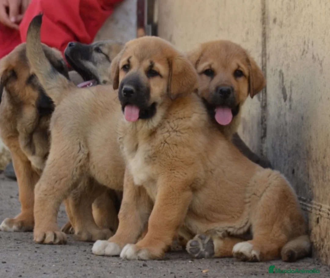 Mastín Español perros en venta: Mastín español - Anuncio 2