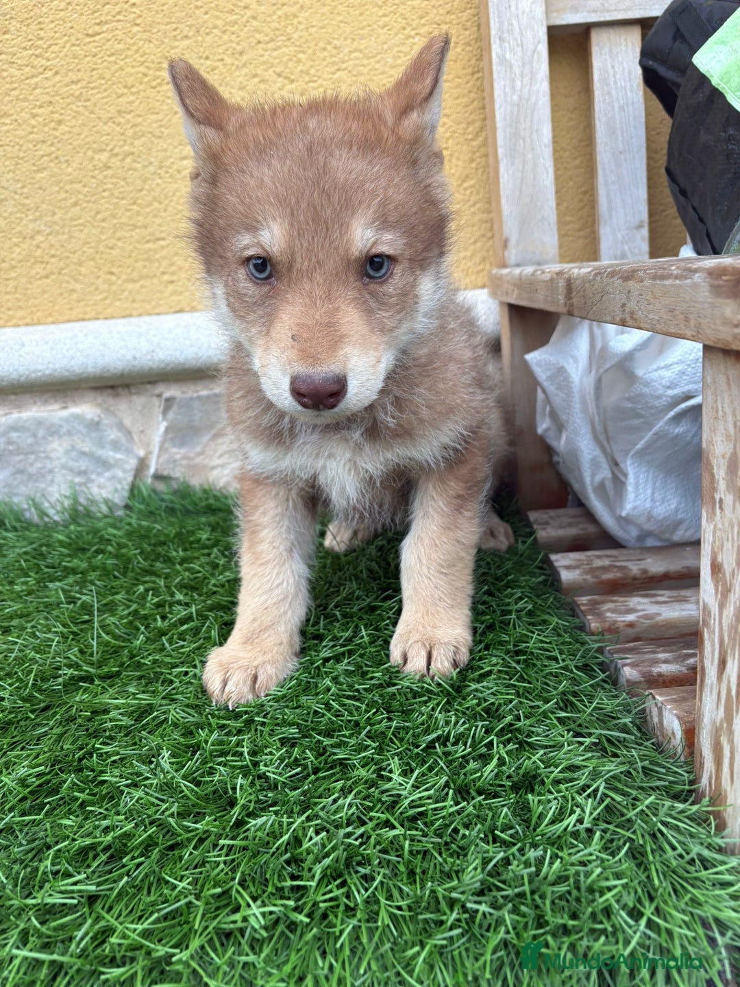 Perro Lobo de Saarloos perros en venta: Camada de Perro lobo Iberico impresionantes  - Anuncio 19