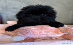 Shihpoo perros en venta: Preciosos Cachorritos  ShihPoo en Villarta - Imagen 5