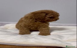 Caniche Toy perros en venta: MACHO ASIATICO 100% - Imagen 2