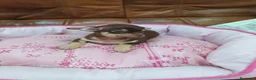 Chihuahua perros en venta: CHIHUAHUA TOY  - Anuncio 2