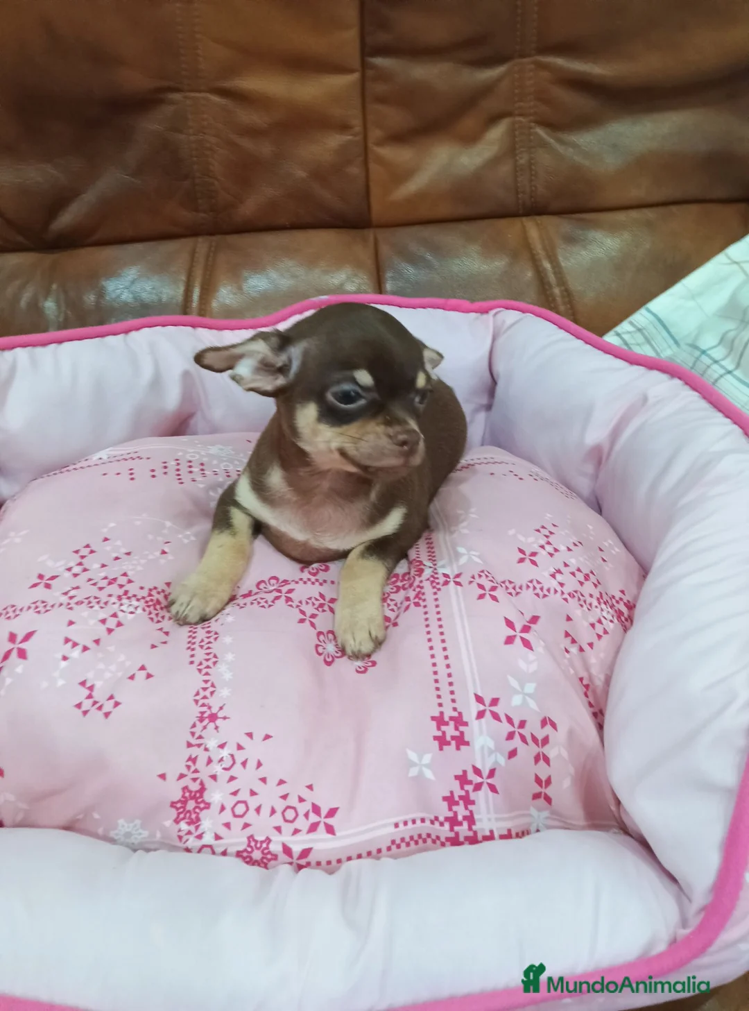 Chihuahua perros en venta: CHIHUAHUA TOY  - Anuncio 2