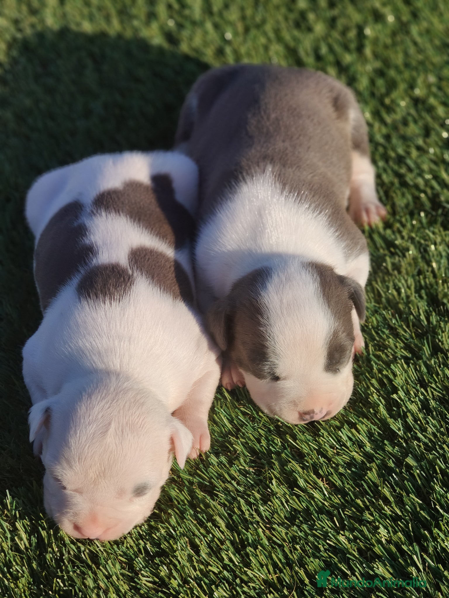 American Staffordshire-Terrier perros en venta: PEDIGREE AMERICAN STAFFORDSHIRE TERRIER BLUE  - Anuncio 10