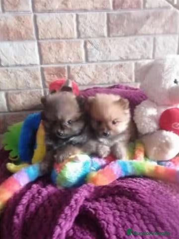 Pomerania perros CACHORROS DE POMERANIA - Anuncio 2