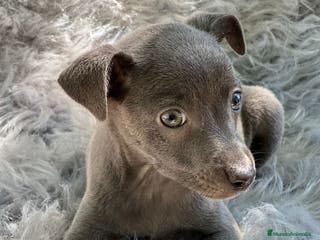 Pequeño Lebrel Italiano perros PEQUEÑO LEBREL ITALIANO MACHO BLUE en Barcelona - Anuncio 31