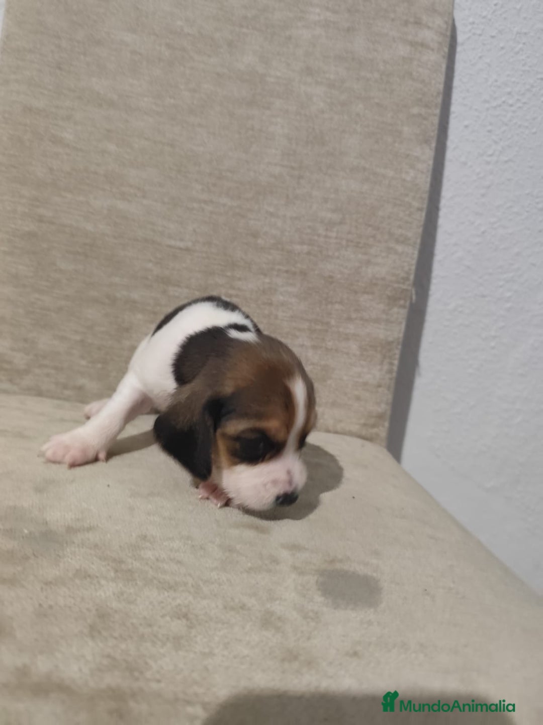 Beagle perros en venta: BEAGLES - Anuncio 13