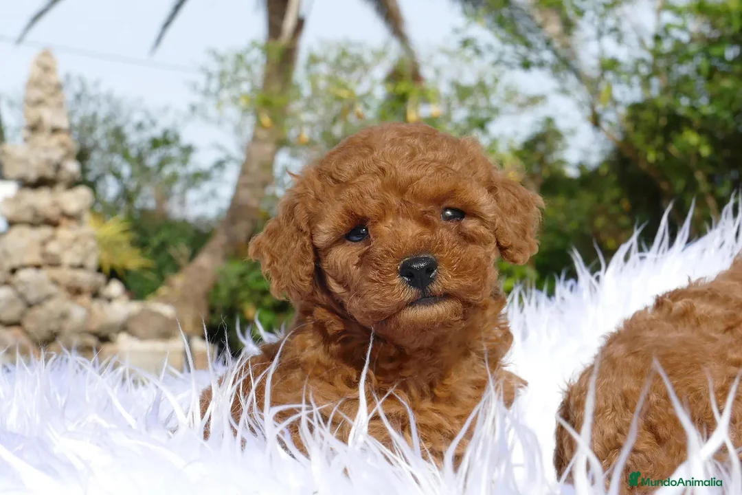 Caniche Toy perros en venta: Caniche Toy disponible - Anuncio 1