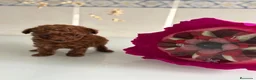Caniche Toy perros en venta: Caniche Toy rojo, nueva camada !! - Anuncio 6