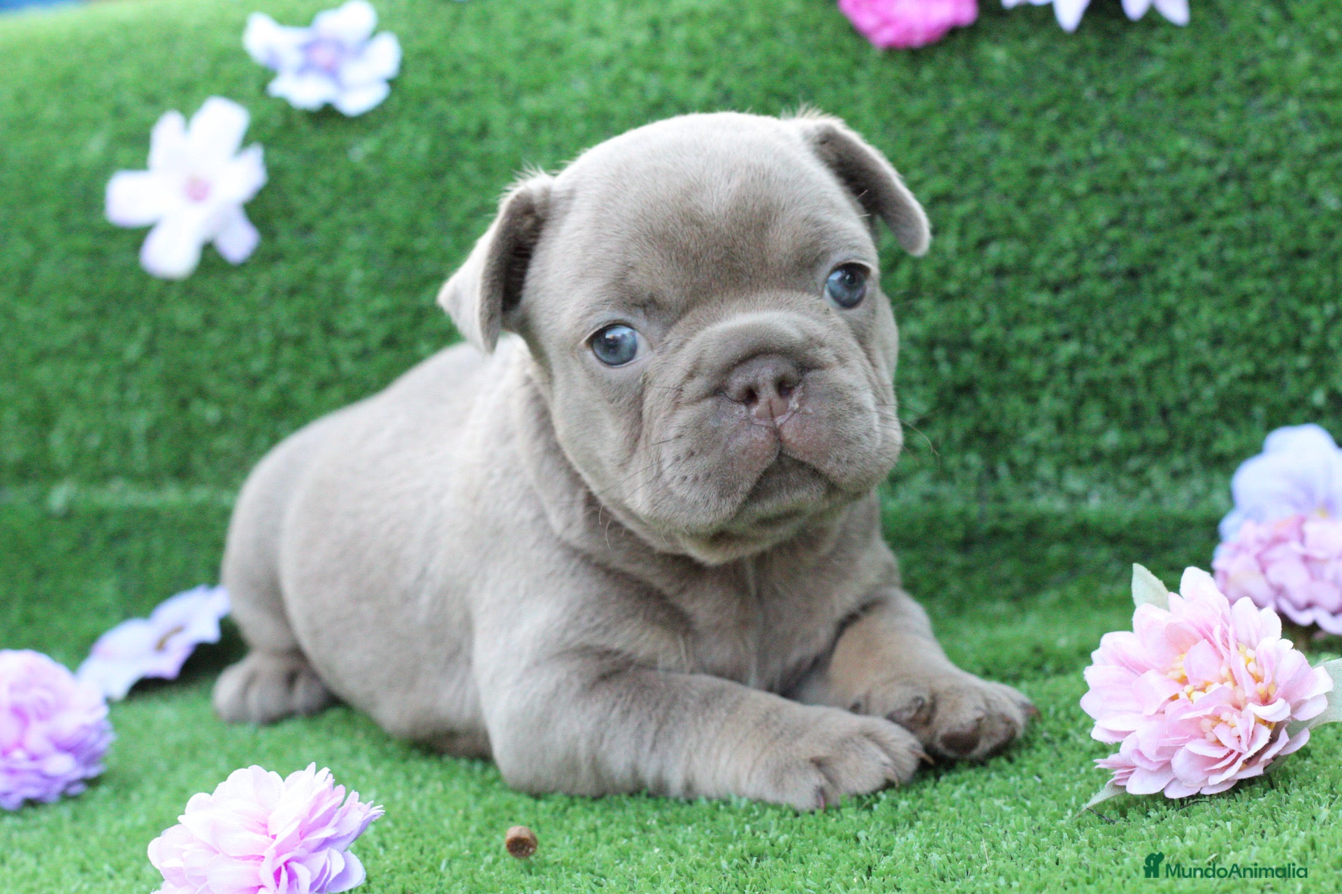 Bulldog Francés perros Bulldog francés exóticos  - Anuncio 1