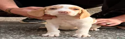 Otras razas perros en venta: PACHONA NAVARRA, Cachorra excelente - Anuncio 2