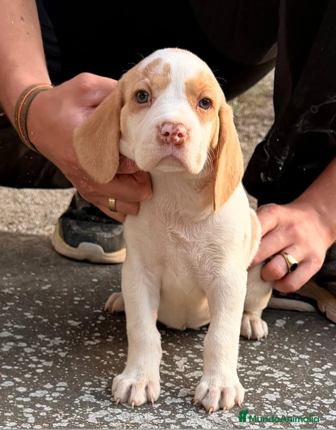 Otras razas perros en venta: PACHONA NAVARRA, Cachorra excelente - Anuncio 2