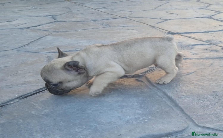 Bulldog Francés perros - Propaganda 1