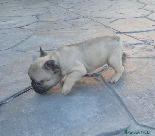 Bulldog Francés perros - Anuncio 2