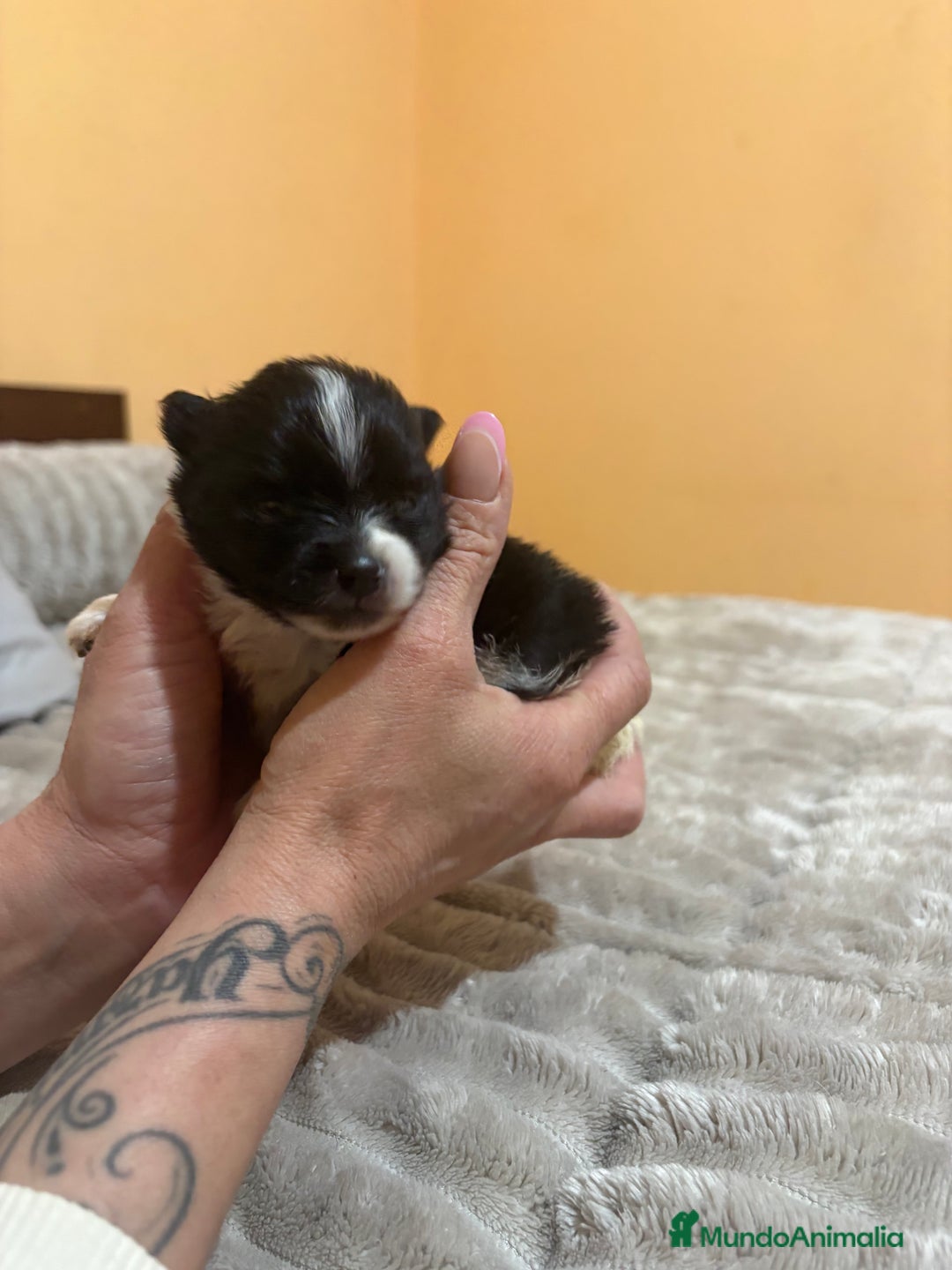 Pomerania perros en venta: Macho Lulu de Pomerania Toy party  - Anuncio 1