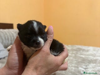 Pomerania perros Macho Lulu de Pomerania Toy party - Anuncio 1