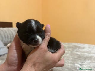 Pomerania perros Macho Lulu de Pomerania Toy party - Anuncio 5