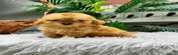 Caniche Toy perros en venta: CANICHE TOY - Anuncio 9