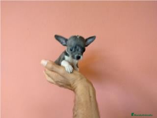 Chihuahua perros en venta: chihuchua miniatura - Anuncio 3