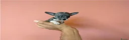 Chihuahua perros en venta: chihuchua miniatura - Anuncio 1